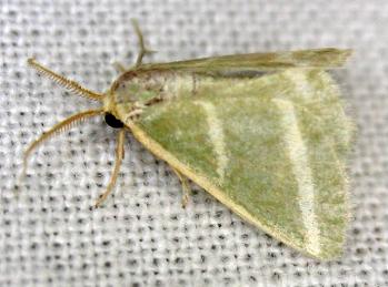 Mixocera latilineata