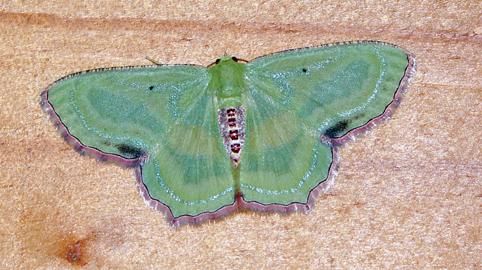 Metallochlora lineata