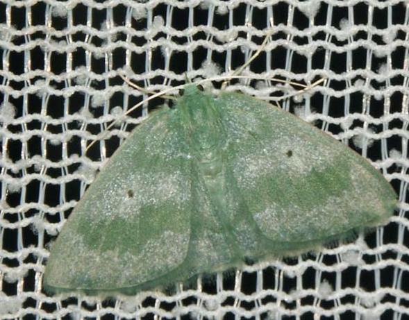 Prasinocyma lychnopasta