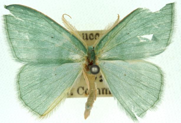 Prasinocyma lychnopasta