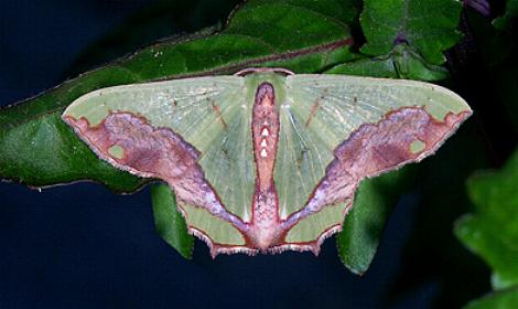Agathiopsis maculata
