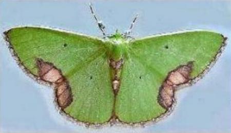 Comibaena mariae