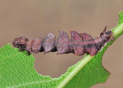Anisozyga metaspila