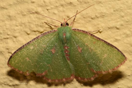 Anisozyga metaspila
