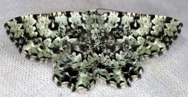 Aeolochroma mniaria