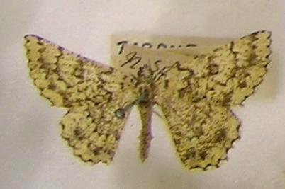 Aeolochroma mniaria