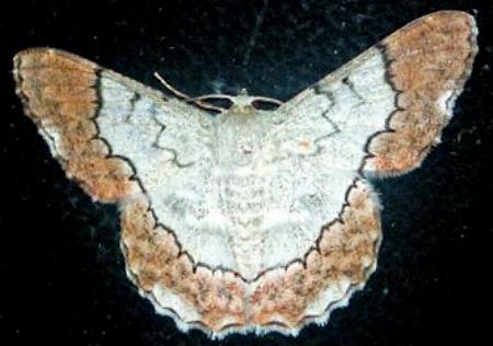 Pingasa nobilis