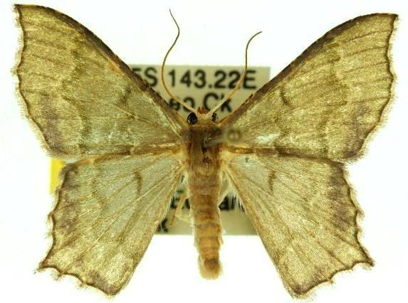 Hemithea obscurata