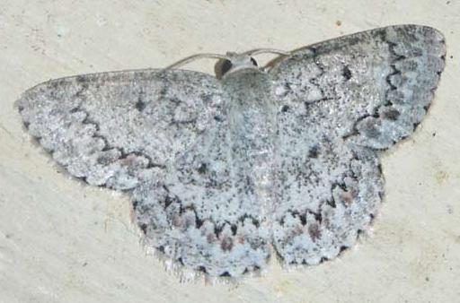 Epipristis oxyodonta