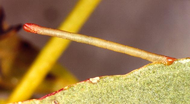 Hypobapta percomptaria