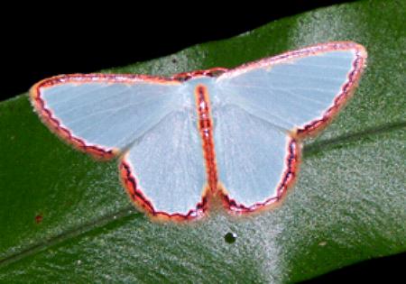 Comostola pyrrhogona