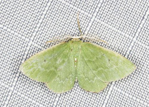 Cenochlora quieta