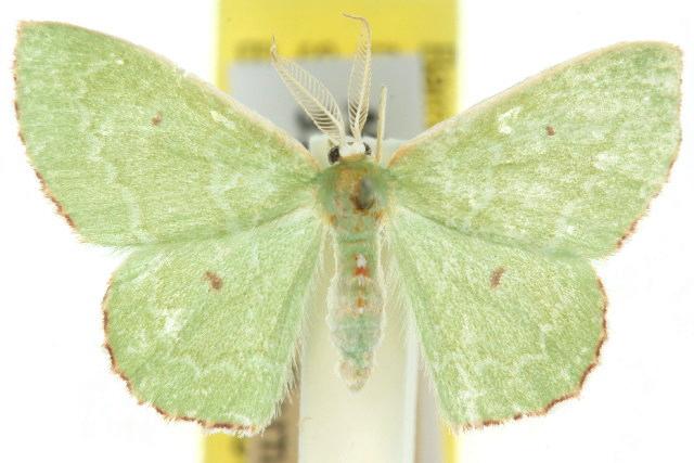 Cenochlora quieta