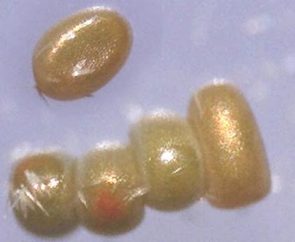 Chlorocoma stereota