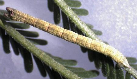 Chlorocoma stereota
