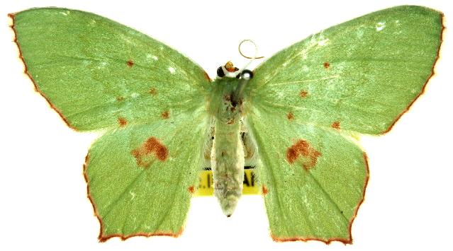 Maxates tanygona