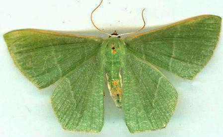 Pelagodes veraria