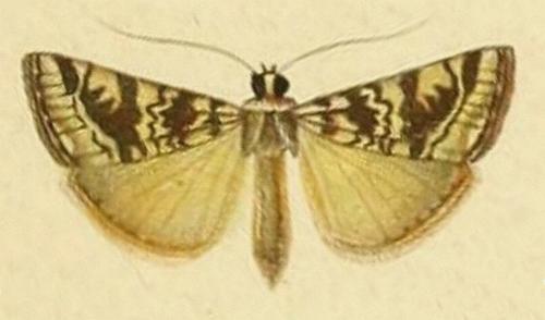 Hellula hydralis