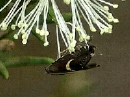 Glyphipterix acinacella