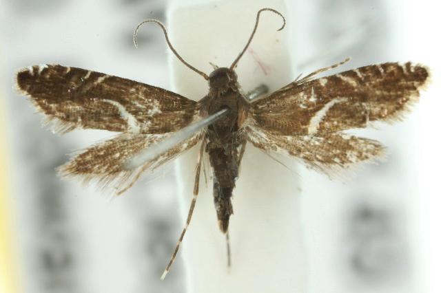 Glyphipterix acinacella