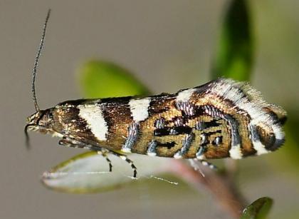 Glyphipterix isozela
