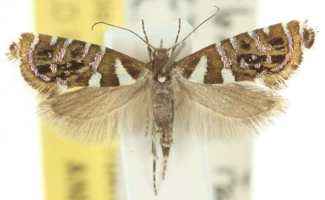 Glyphipterix isozela