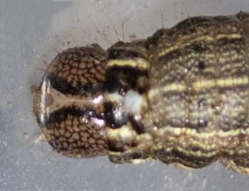 Mythimna convecta
