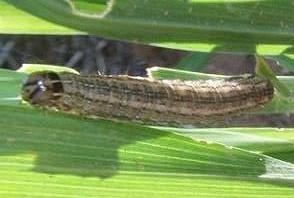 Persectania dyscrita