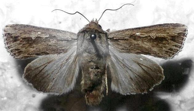 Persectania dyscrita