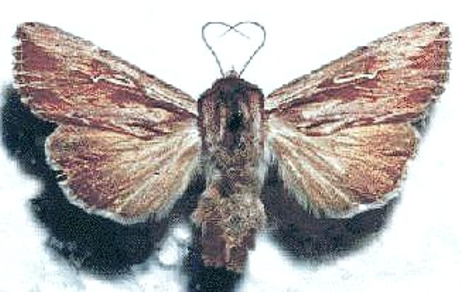 Persectania ewingii