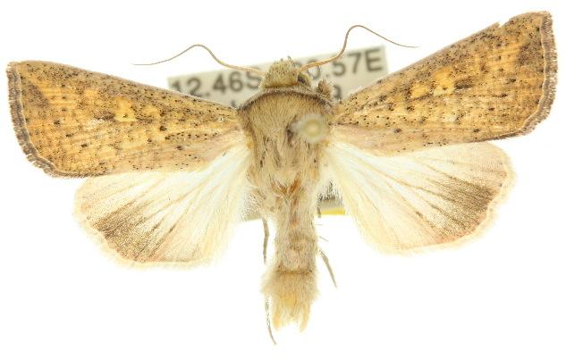 Mythimna formosana