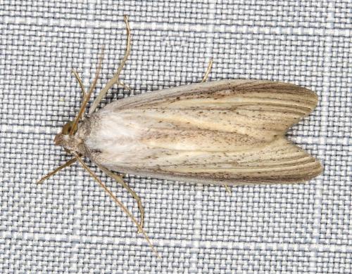 Eurypsyche lewinii