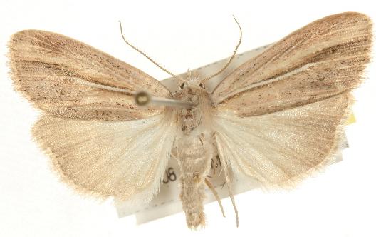 Eurypsyche lewinii