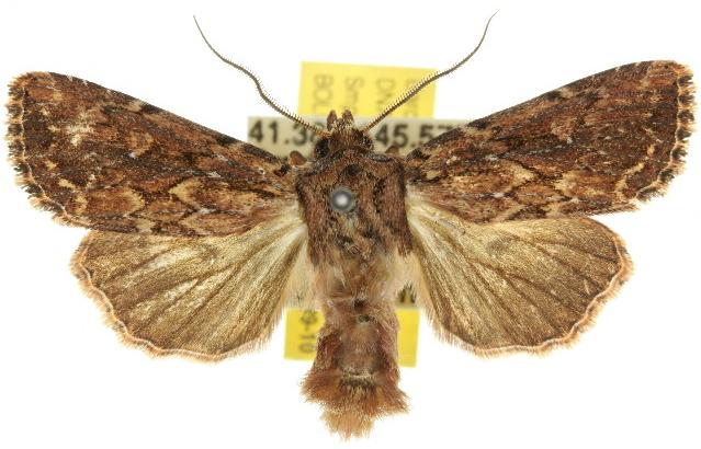 Xylina ligniplena