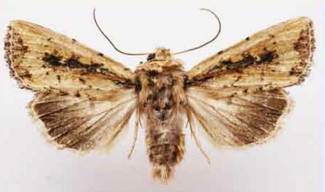 Leucania obumbrata