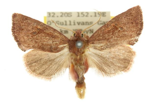 Elusa oenolopha