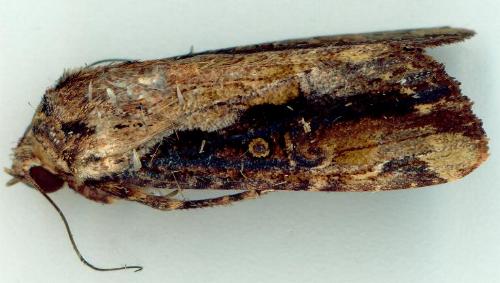 Sasunaga tenebrosa