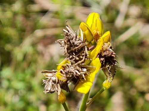 Heliocosma melanotypa