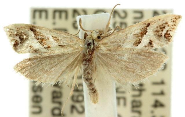 Heliocosma melanotypa