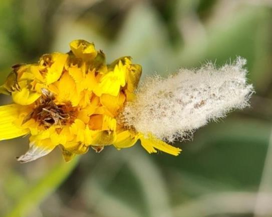 Heliocosma melanotypa