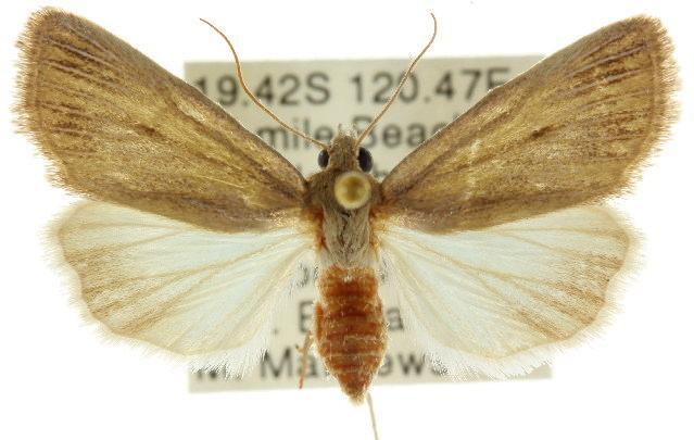 Heliocheilus albivenata