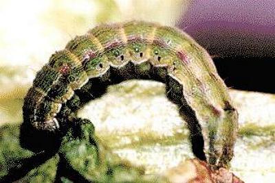 Helicoverpa armigera