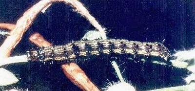 Helicoverpa armigera