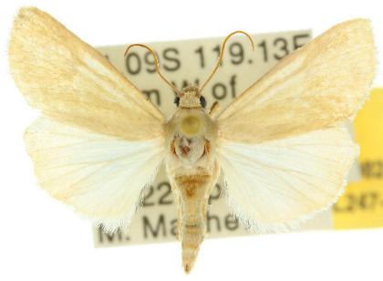 Heliocheilus canusina