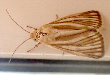 Heliocheilus cladotus