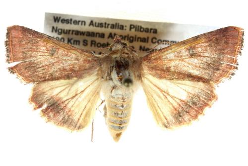 Helicoverpa hardwicki