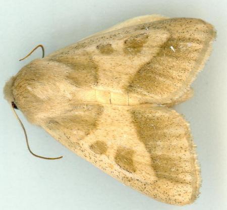 Adisura litarga