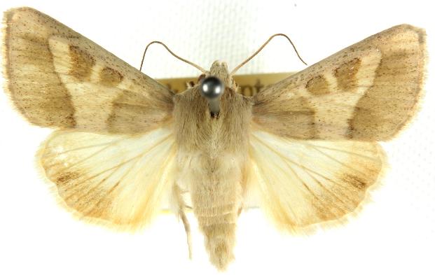 Adisura litarga