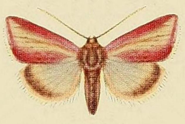 Adisura marginalis