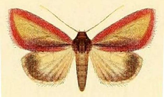 Adisura marginalis